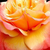 Jaune-rose - Rosiers hybrides de thé - Frénésie